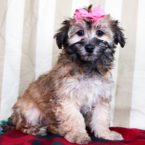 Havachon Puppy Laina