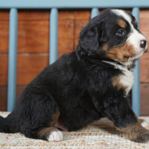 Bernese Mountain Dog Puppy Bernie