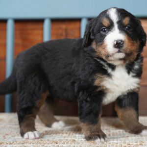 Bernese Mountain Dog Puppy Bernie