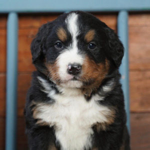 Bernese Mountain Dog Puppy Bernie