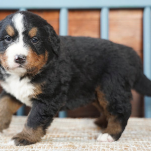 Bernese Mountain Dog Puppy Bernie