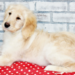 Goldendoodle Puppy Summer