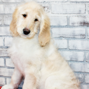 Goldendoodle Puppy Summer