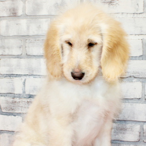 Goldendoodle Puppy Summer