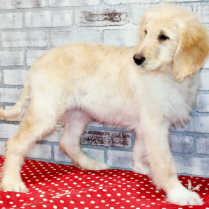 Goldendoodle Puppy Summer