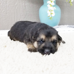 German Shepherd Dog Puppy Amelia