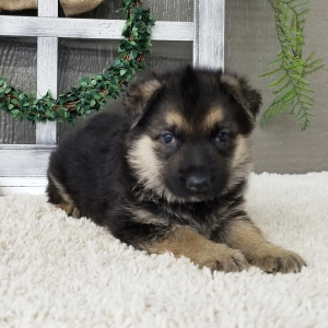 German Shepherd Dog Puppy Amelia