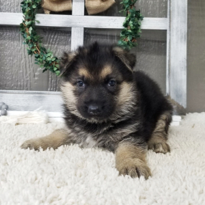 German Shepherd Dog Puppy Amelia