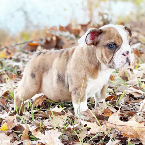 Bulldog Puppy Goose