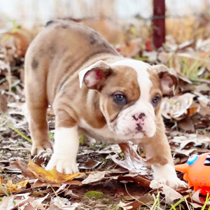 Bulldog Puppy Goose