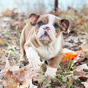 Bulldog Puppy Goose