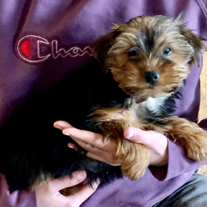 Yorkshire Terrier Puppy Frankie