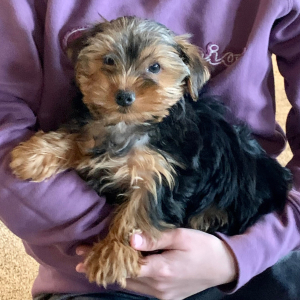 Yorkshire Terrier Puppy Frankie