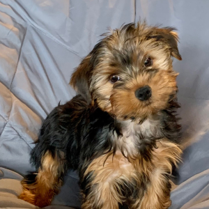 Yorkshire Terrier Puppy Frankie
