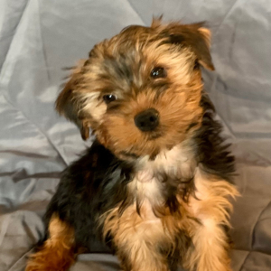 Yorkshire Terrier Puppy Frankie