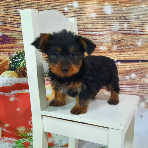 Yorkshire Terrier Puppy Wally