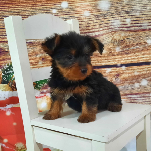 Yorkshire Terrier Puppy Wally
