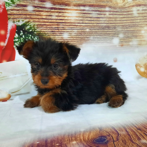 Yorkshire Terrier Puppy Wally