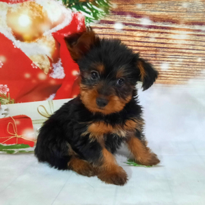 Yorkshire Terrier Puppy Wally