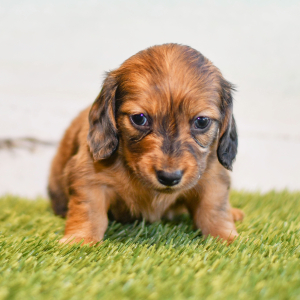 Dachshund Puppy Cooper