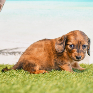 Dachshund Puppy Cooper