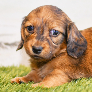 Dachshund Puppy Cooper