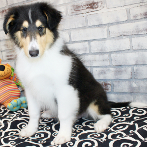 Collie Puppy Jane