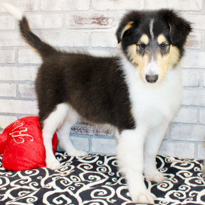 Collie Puppy Jane