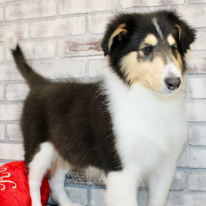 Collie Puppy Jane