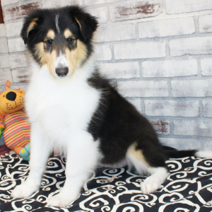 Collie Puppy Jane