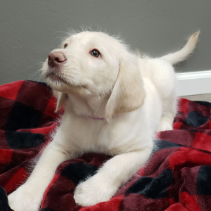 Labradoodle Puppy Misty
