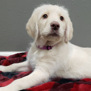 Labradoodle Puppy Misty
