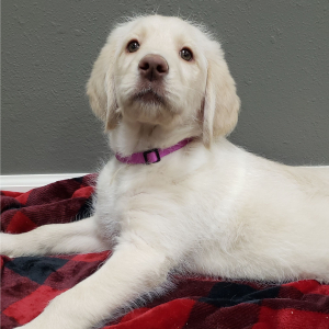 Labradoodle Puppy Misty