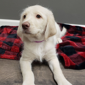 Labradoodle Puppy Misty