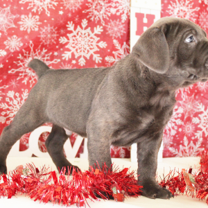 Cane Corso Puppy Nikki