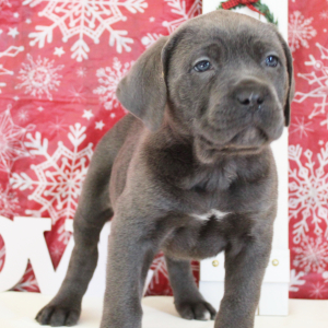 Cane Corso Puppy Nikki