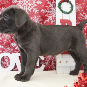 Cane Corso Puppy Nikki