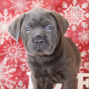 Cane Corso Puppy Nikki