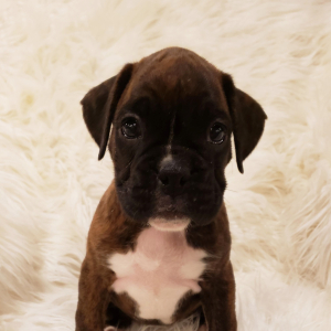 Boxer Puppy Mittens