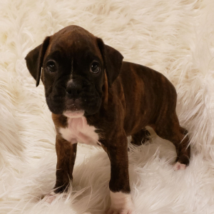 Boxer Puppy Mittens