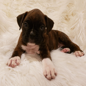 Boxer Puppy Mittens