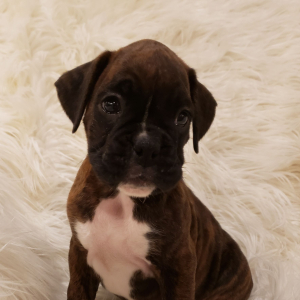 Boxer Puppy Mittens