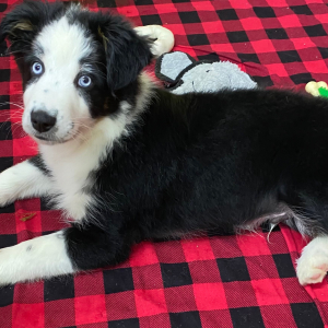 Australian Shepherd Puppy Harley