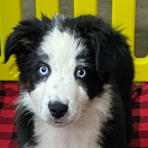 Australian Shepherd Puppy Harley