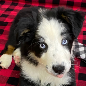 Australian Shepherd Puppy Harley