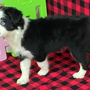 Australian Shepherd Puppy Harley