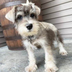 Miniature Schnauzer Puppy Max