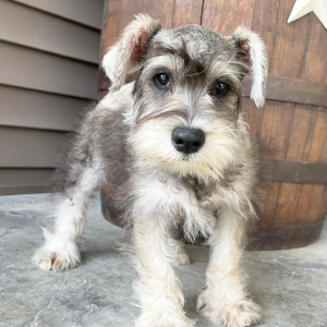 Miniature Schnauzer Puppy Max