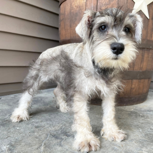 Miniature Schnauzer Puppy Max