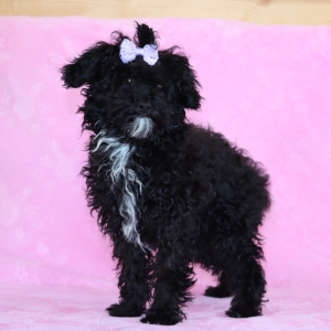 Aussiedoodle Puppy Cocoa